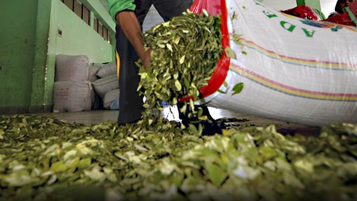 Foto principal del artículo 'La coca sirve para resucitar el suelo afectado por el glifosato' · Foto: Colprensa/Prensa/Redes sociales