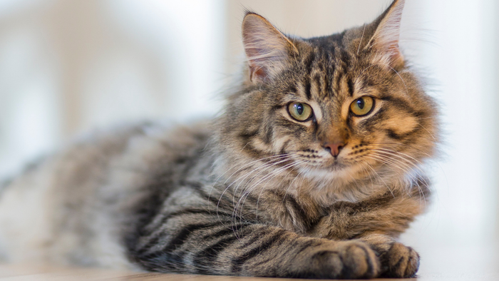 Según la Federación Nacional de Comerciantes (Fenalco), en Colombia hay cerca de 7.000.000 de gatos. · Foto: Freepik