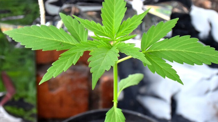 Foto principal del artículo 'Expertos alertan sobre uso indebido de cannabis para tratar la epilepsia' · Foto: Colprensa/Prensa/Redes sociales