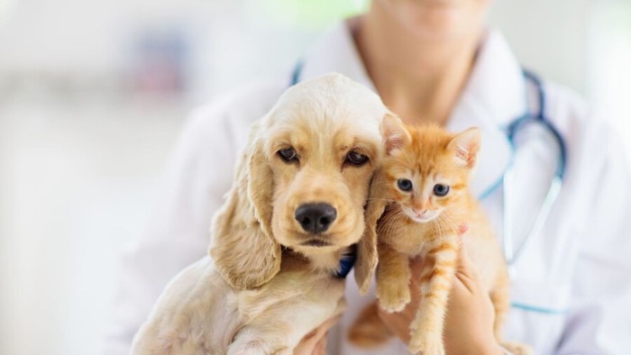 Foto principal del artículo 'Guía de cuidados específicos para su mascota: recomendaciones para gatos y perros'
