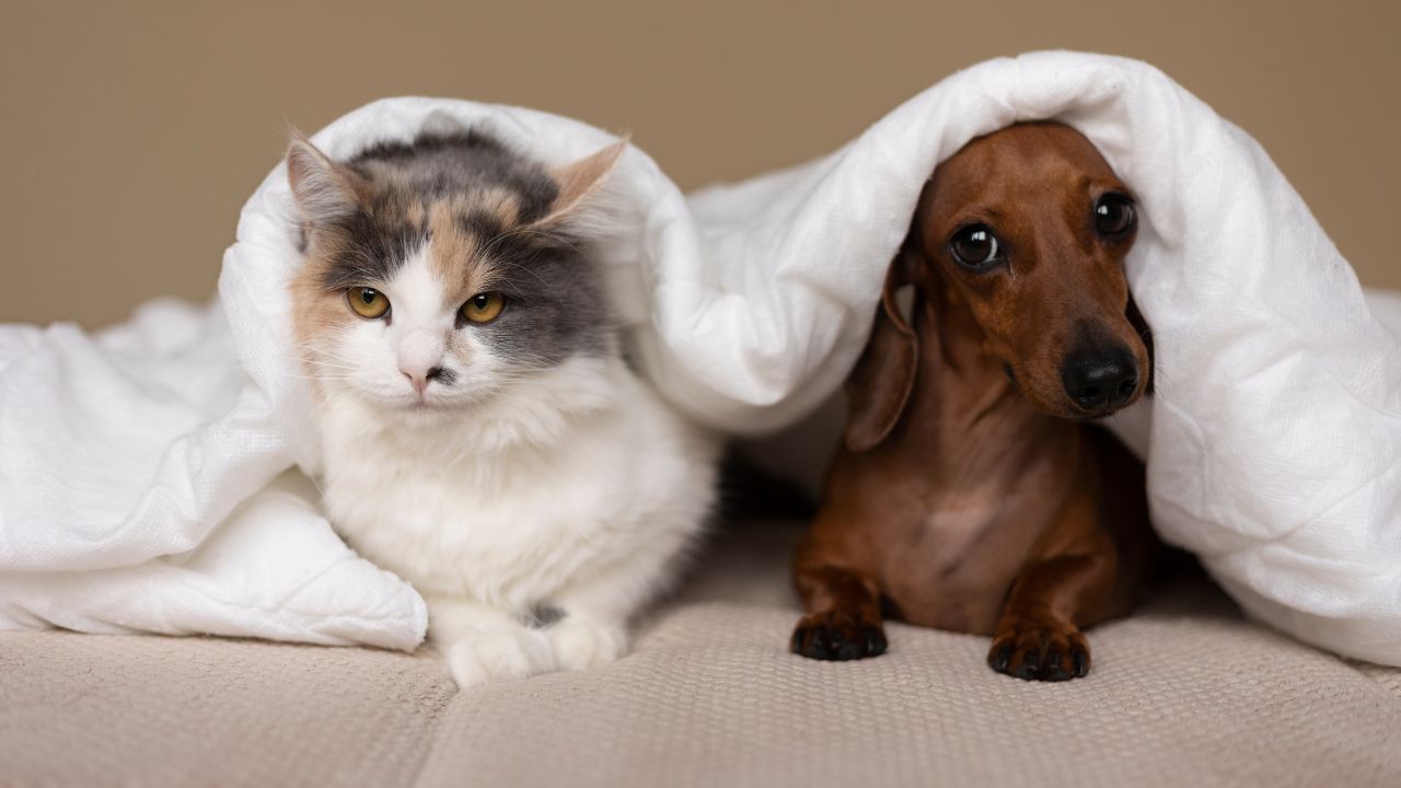 Cómo detectar y prevenir las enfermedades más comunes en las mascotas