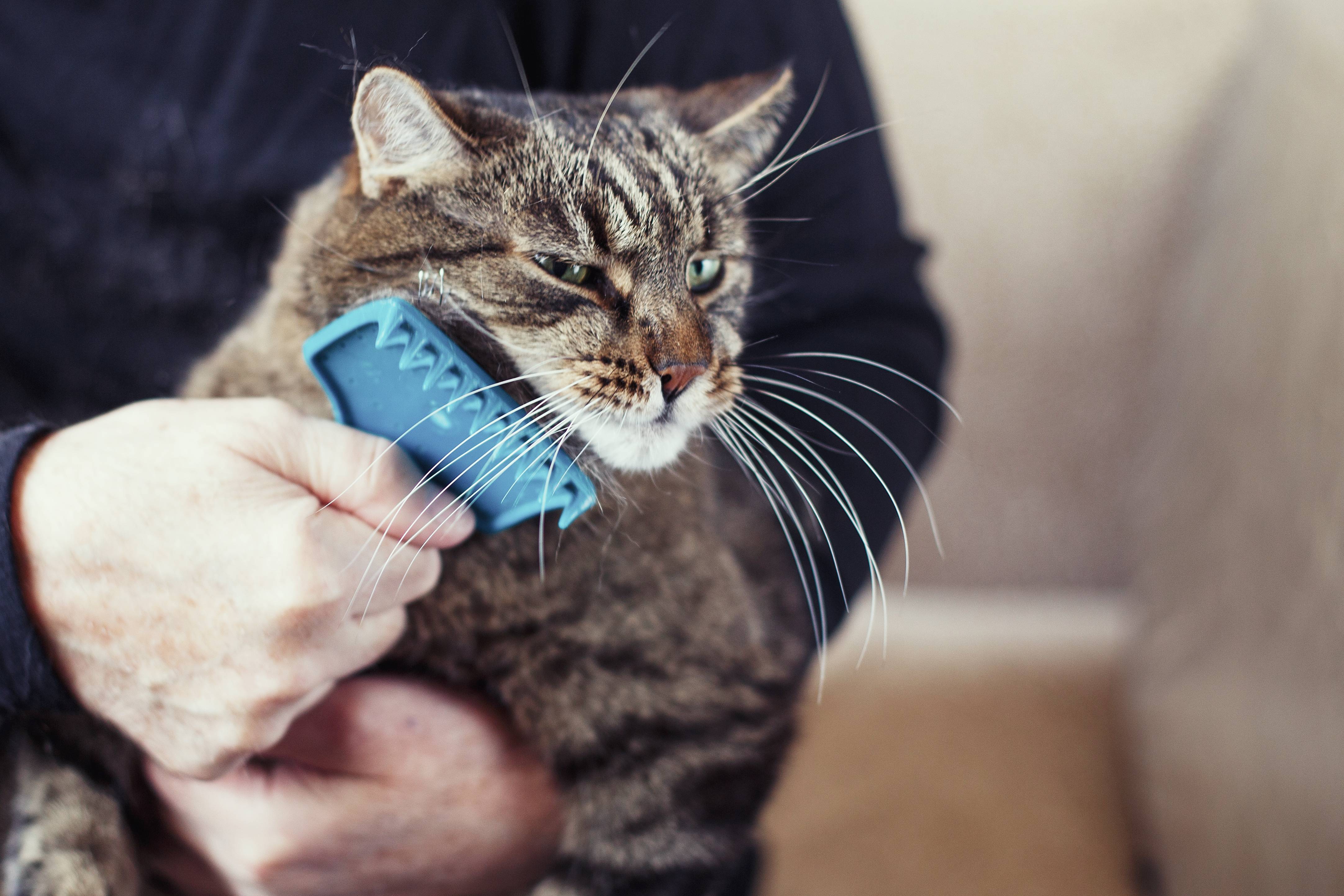 Cómo cuidar el pelo de su gato: consejos para mantenerlo suave y brillante