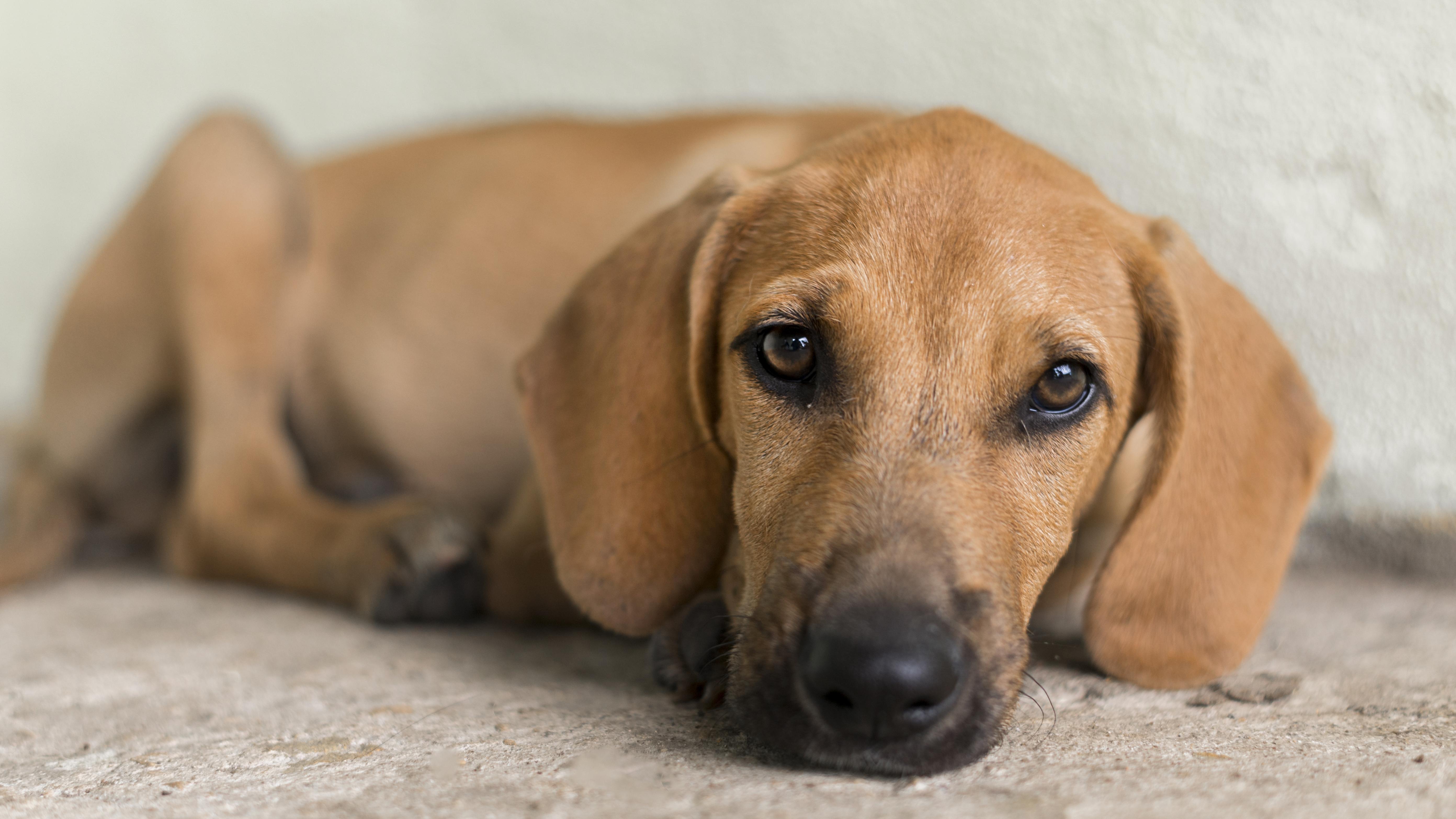 Conductor en contravía atropelló a una perrita en Engativá: comunidad pide que se tomen medidas