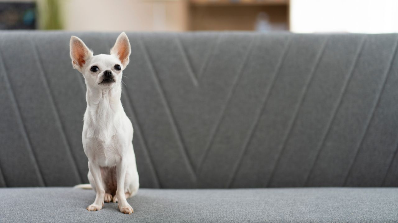 Estos son los mejores perros para tener en apartamentos pequeños