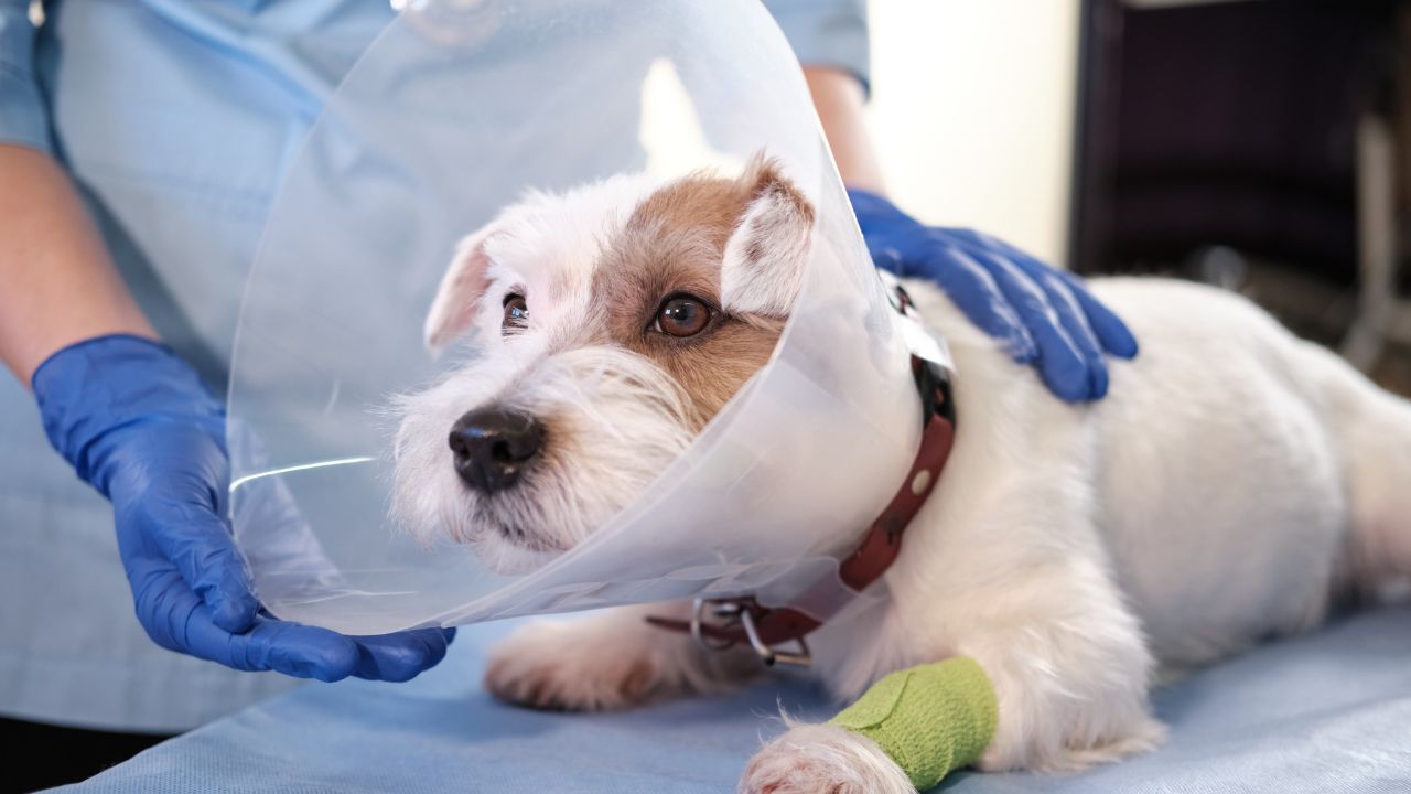 Más que control natal: beneficios de la esterilización en las mascotas