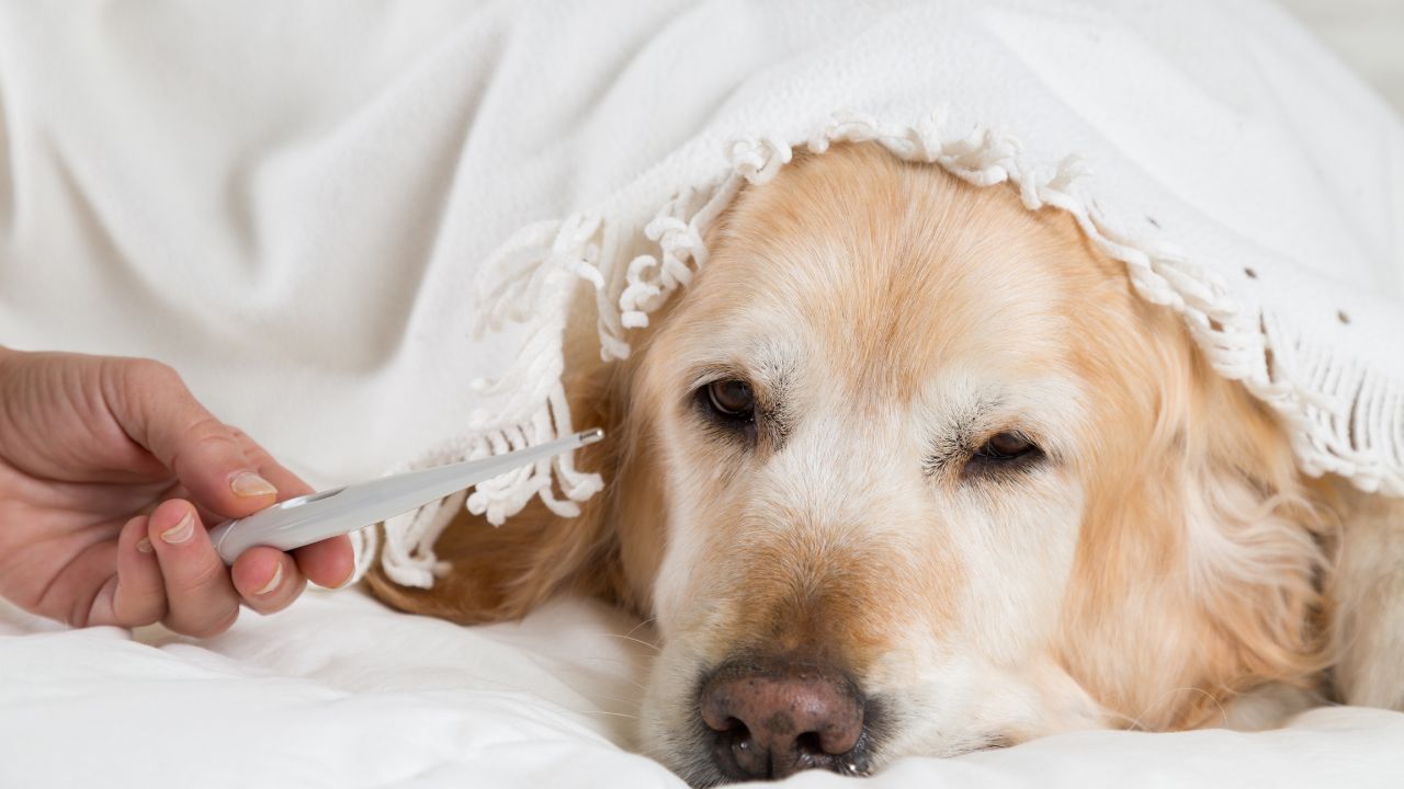 Cáncer en mascotas: lo que debe saber para detectarlo a tiempo