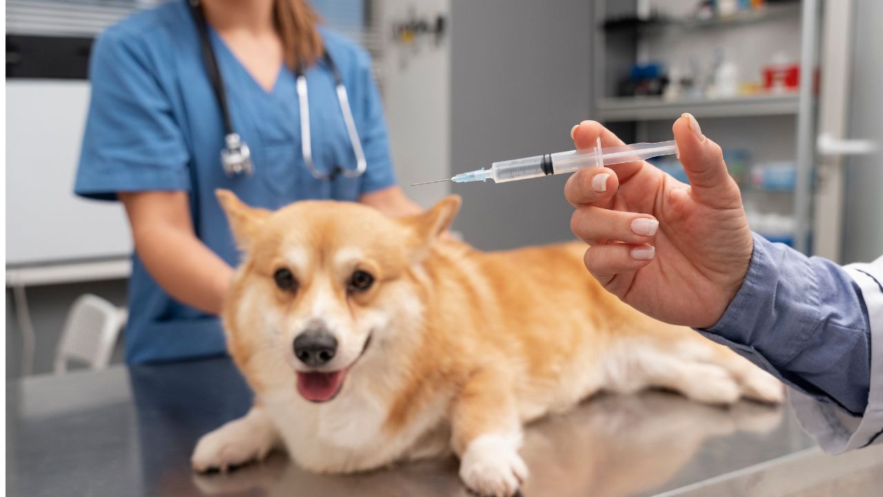 Estas son las vacunas obligatorias para mascotas en Colombia