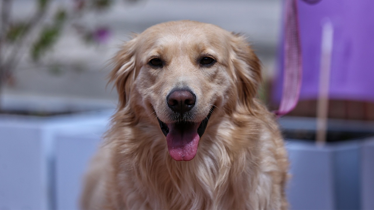 La plataforma que conecta a perros y gatos sin hogar con adoptantes de mascotas