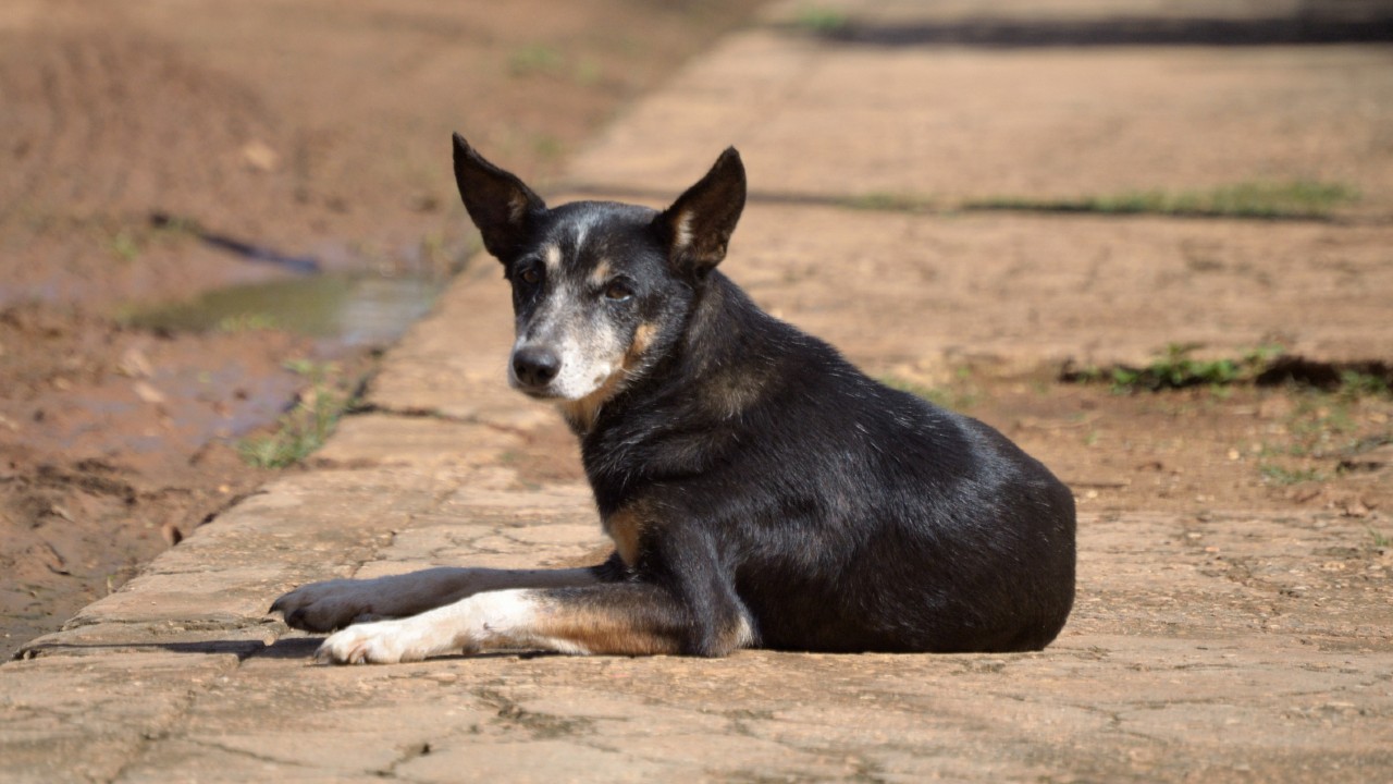 ¿Qué hacer si encuentra una mascota perdida en la calle?