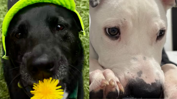 Natilla tiene 5 años y Limón, 6 meses. · Foto: Dog Pack