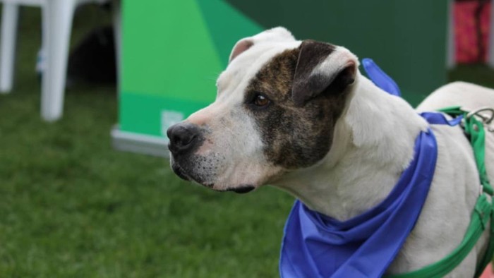 Durante Expopet 2025, los asistentes podrán conocer el tipo de sangre de sus mascotas y aprender sobre la importancia de las transfusiones seguras. · Foto: Alcaldía de Bogotá