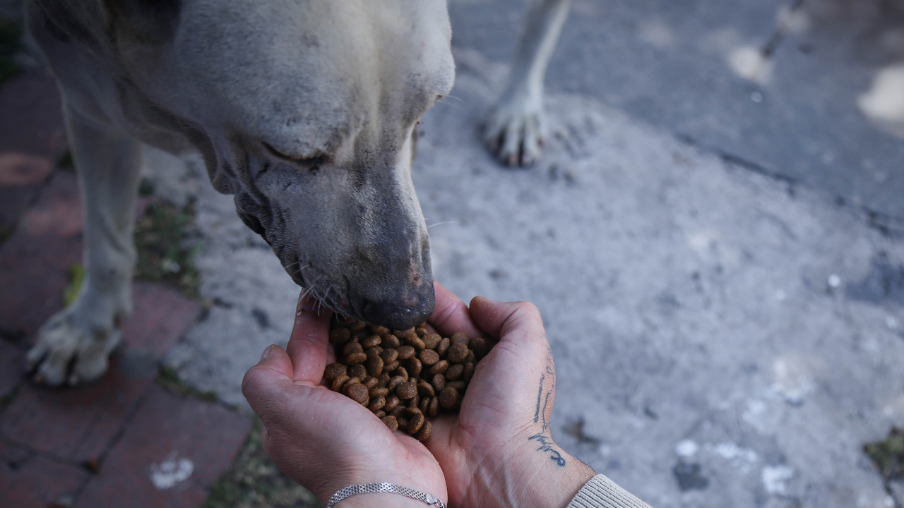 Crédito: Colprensa. Asistencia alimentaria a perros abandonados.