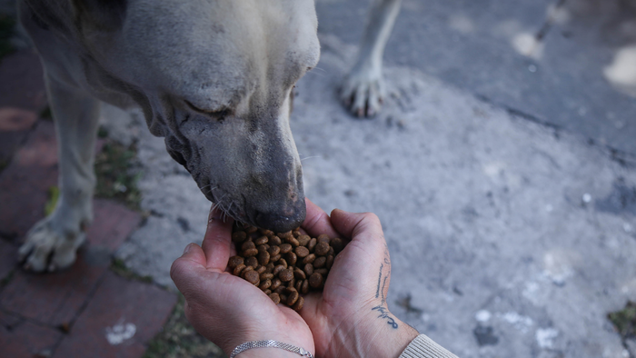 Crédito: Colprensa. Asistencia alimentaria a perros abandonados.