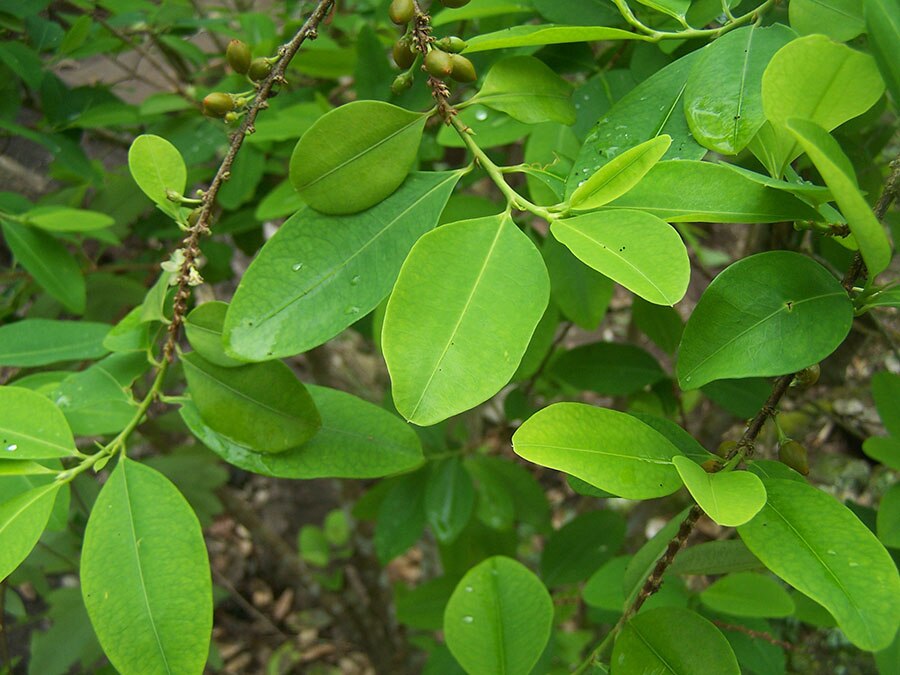 Foto principal del artículo 'Investigadores de Harvard piden desligar la hoja de coca de la cocaína'