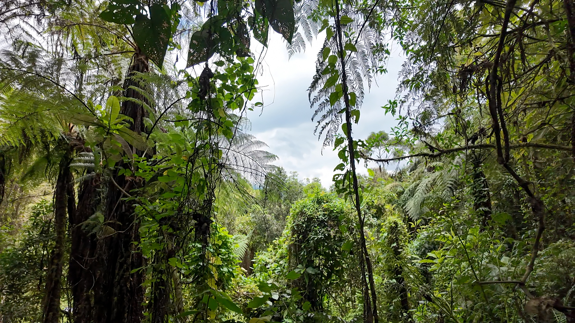 Reserva Natural de la Industria Licorera de Caldas (ILC). | Crédito: Pablo David - CAMBIO