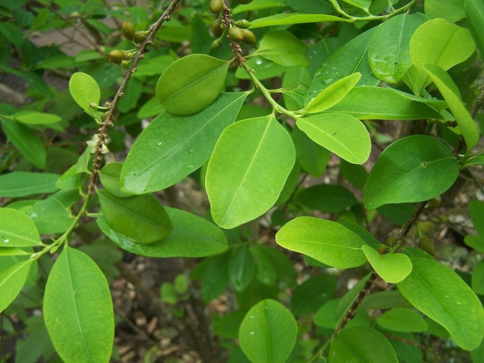 Foto principal del artículo 'Investigadores de Harvard piden desligar la hoja de coca de la cocaína'