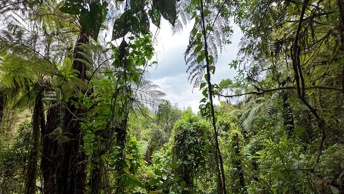 Reserva Natural de la Industria Licorera de Caldas (ILC). | Crédito: Pablo David - CAMBIO