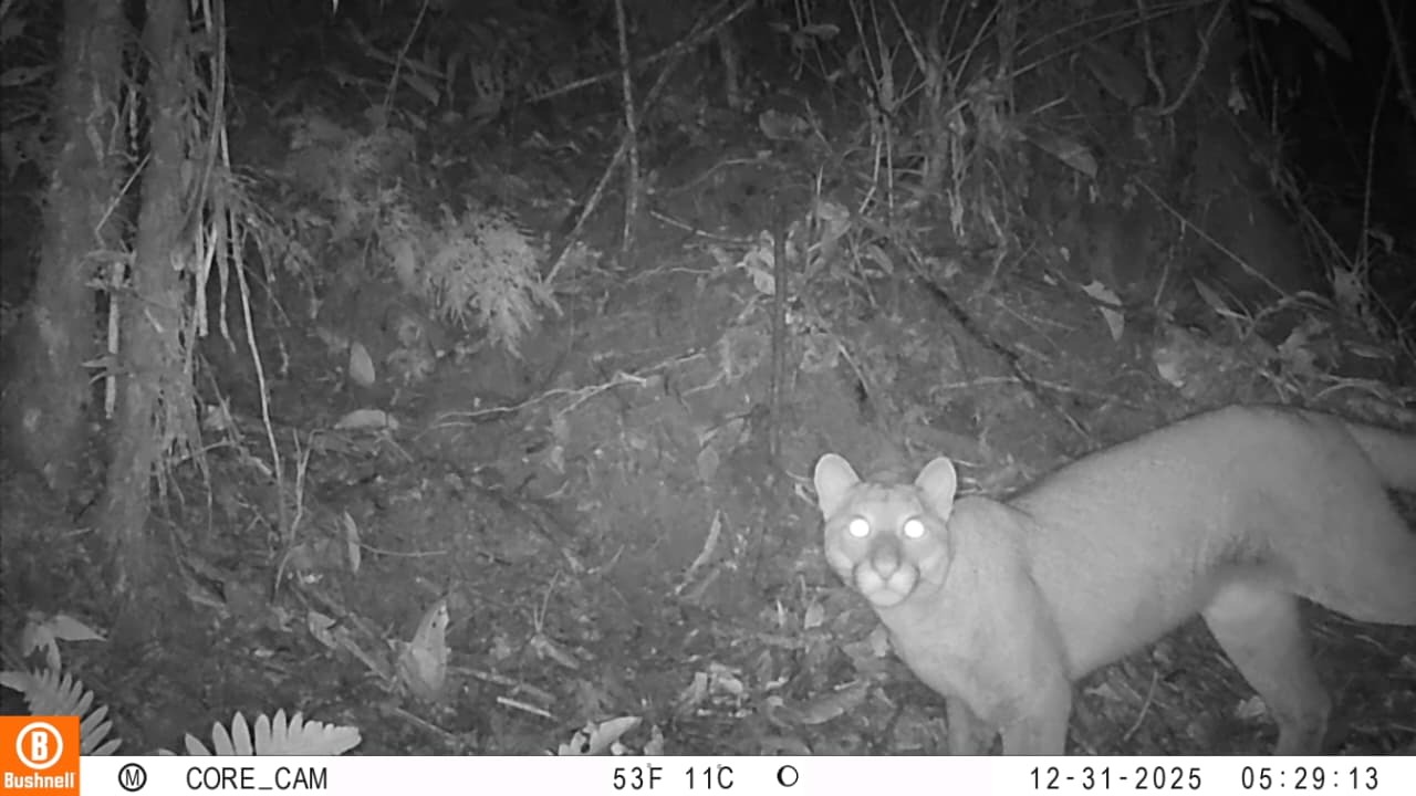 Puma captado por cámara trampa en el sur del Tolima · Foto: Cortolima