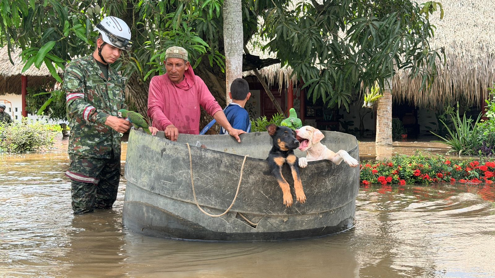 Inundaciones en Córdoba, animales afectados reciben ayuda tras rescates y donaciones de comida y medicinas