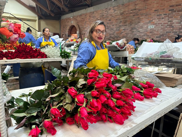 Trabajadores del sector floricultor preparan flores para exportación en temporada de San Valentín · Foto: Asocolflores
