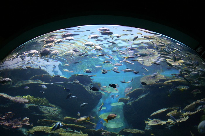 Cambios en la salinidad del océano Índico sur podrían alterar corrientes que regulan el clima global · Foto: Freepik