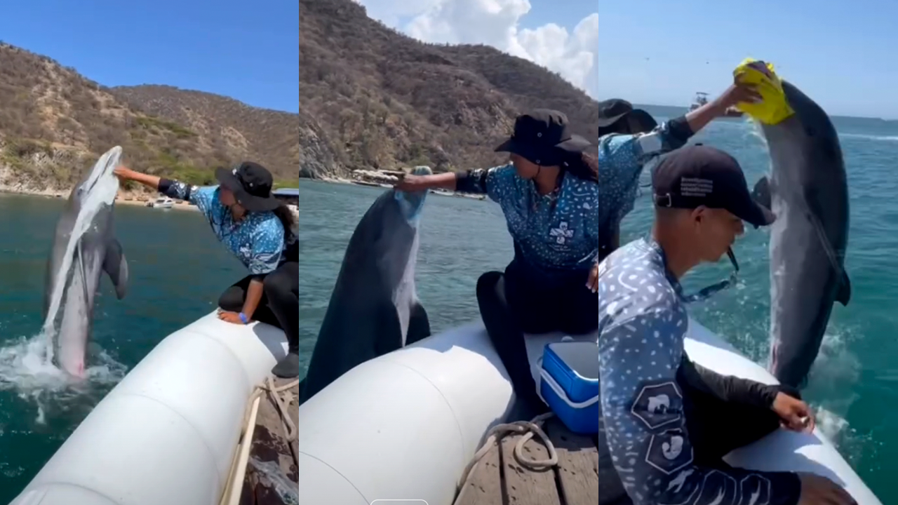 Delfines Blue y Martín en el Caribe colombiano recogen basura del mar y alertan sobre la contaminación marina