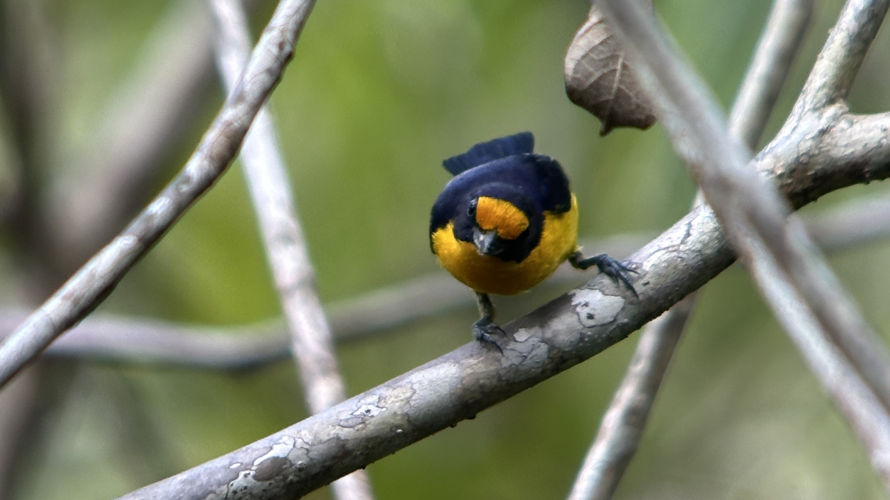 Nueva especie de ave - Euphonia violacea- descubierta en Colombia. · Foto: WWF Colombia